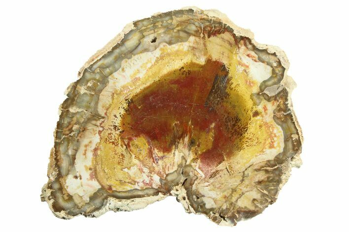 Colorful Petrified Wood (Araucaria) Slab - Madagascar #304916